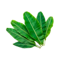 hoja banana 800x800 1 200x200 1