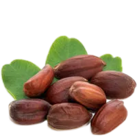 jojoba 200x200 1