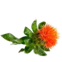safflower 200x200 1