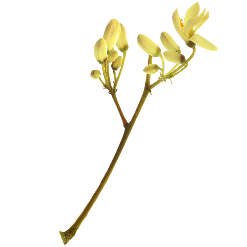 moringa